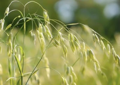 L’Avena l’amica della pelle